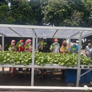 Hidroponik di area Masjid