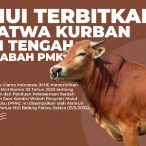 Fatwa MUI Tentang Panduan Idul Adha di Tengah Wabah PMK 2022